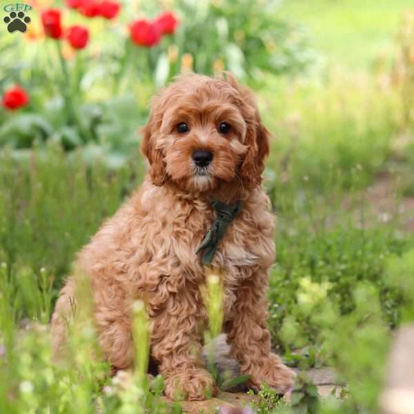 Lincoln, Cavapoo Puppy